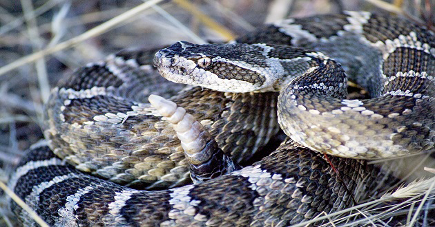 Snakebite_Global_action Snakebite_Global_action