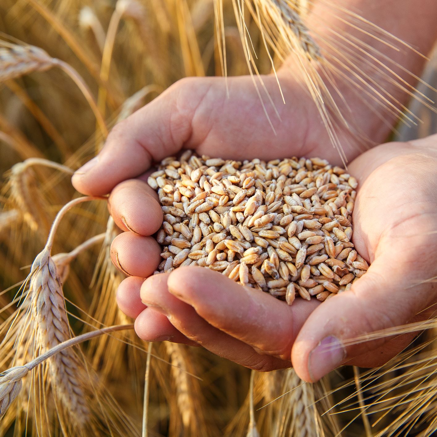 foodfortification