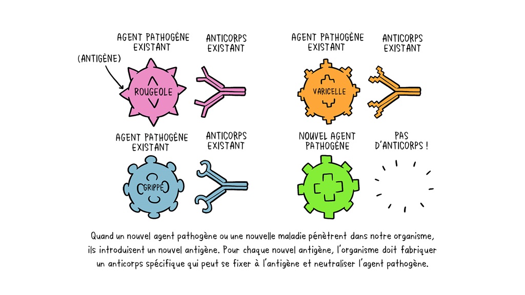 Vaccines Antibody illustration fr Illustration sur le role des anticorps face aux agents pathogènes