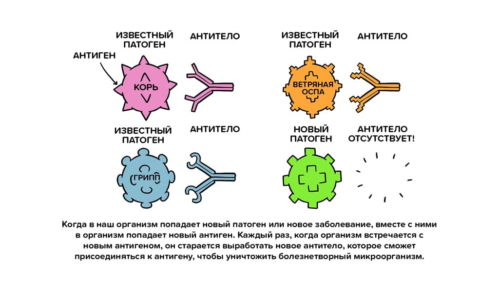Vaccines Antibody illustration 01_29 Oct Vaccines Antibody illustration 01_29 Oct
